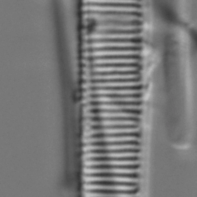 Actinella punctata LM3