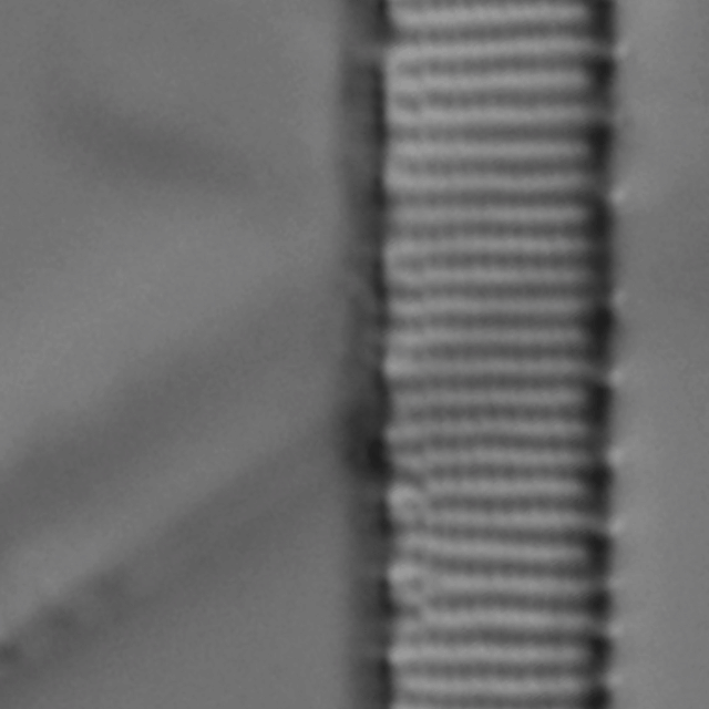 Actinella punctata LM6