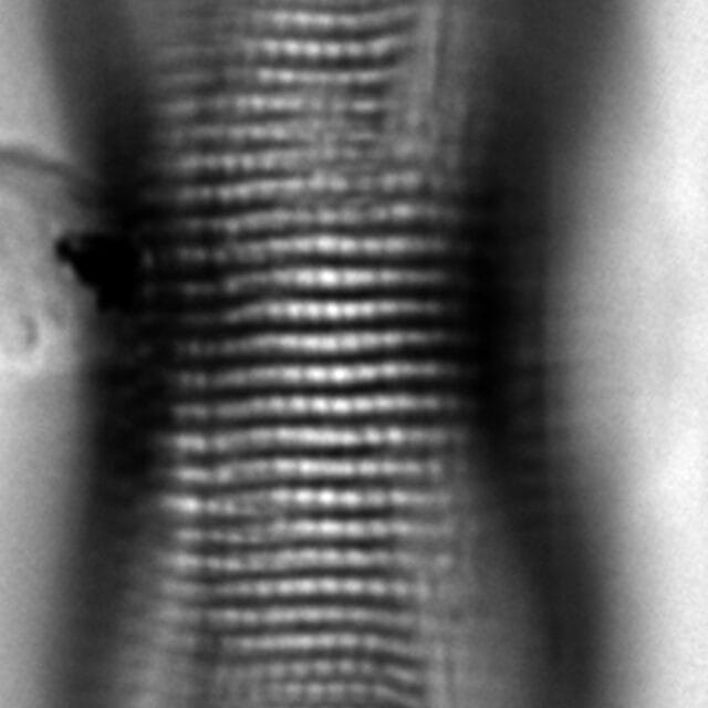 Amphora calumetica LM3