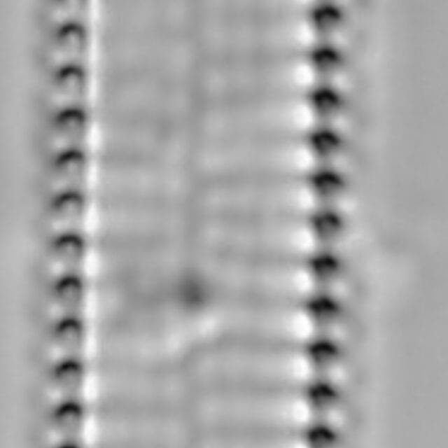 Pseudostaurosira americana LM7