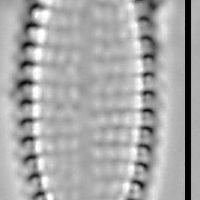 Pseudostaurosira americana LM5