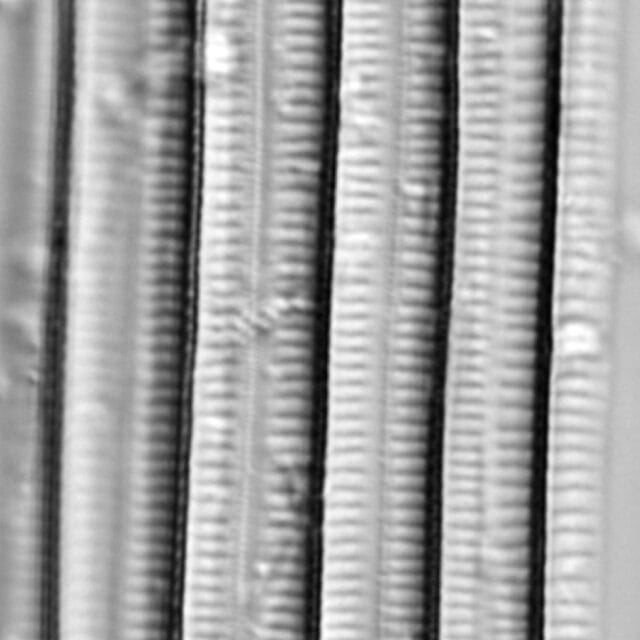 Ansp  Gc 54250  Fragilariforma Acidobiota  T5