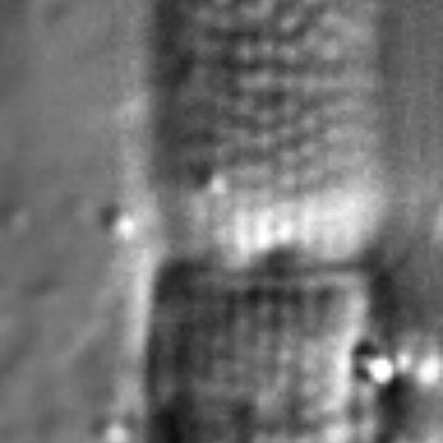 Aulacoseira herzogii LM6