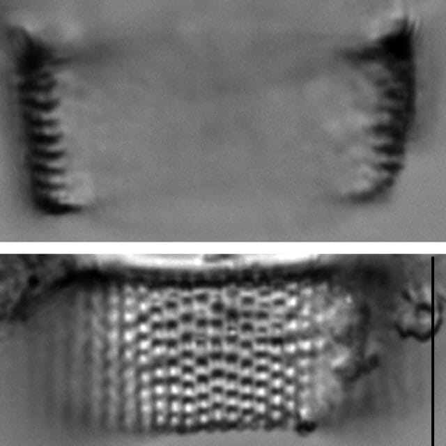 Aulacoseira islandica LM5