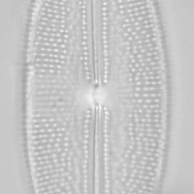 A Sphaerophora 4 Edited