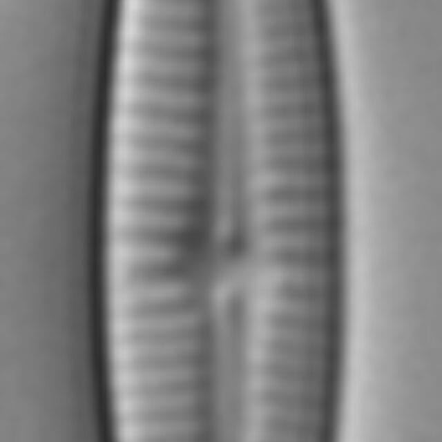 Ach Biasol Var Thienemann  Va000071 1B Ed