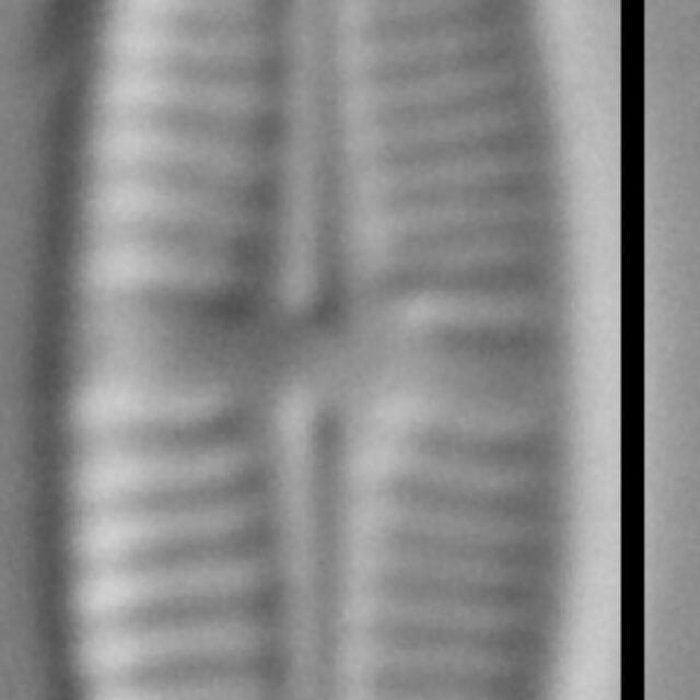 Achnanthidium delmontii LM5