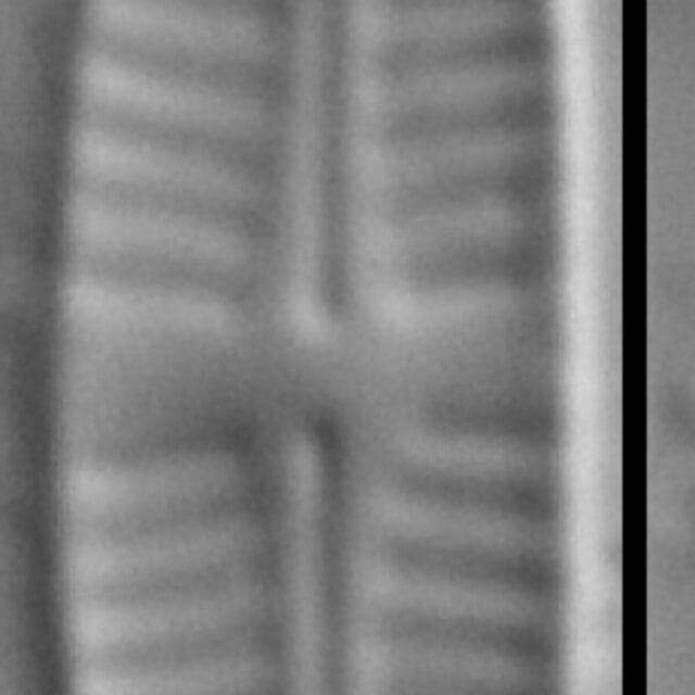 Achnanthidium delmontii LM3