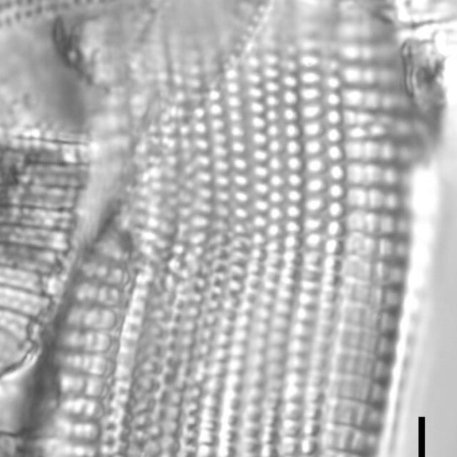 Achnanthes brevipes LM1