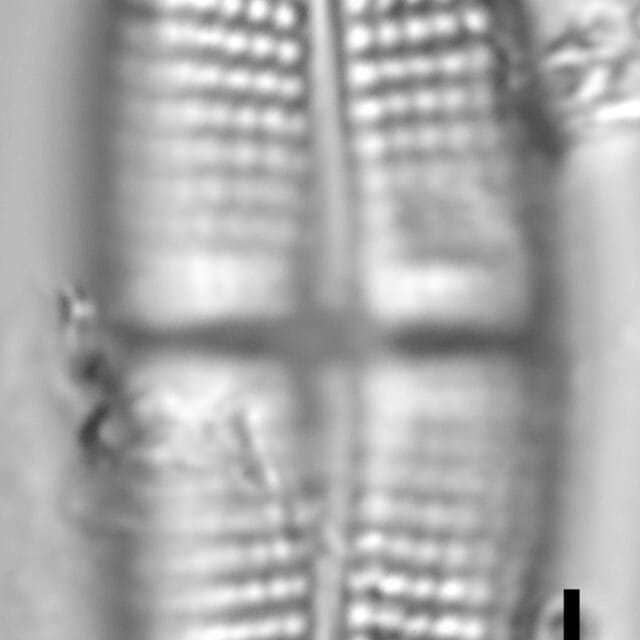 Achnanthes brevipes LM2