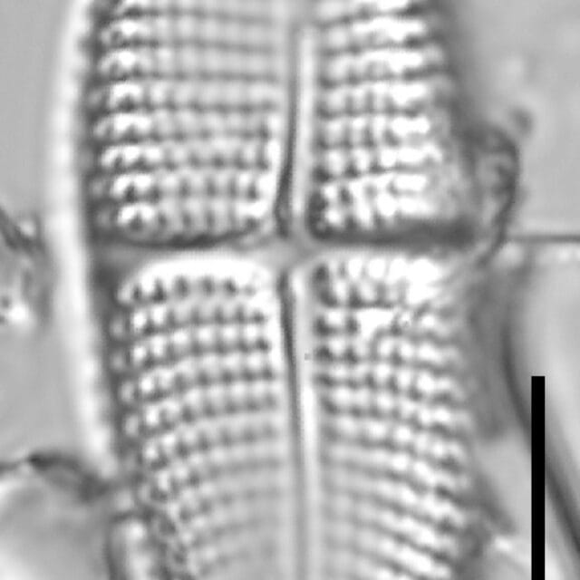 Achnanthes brevipes LM3