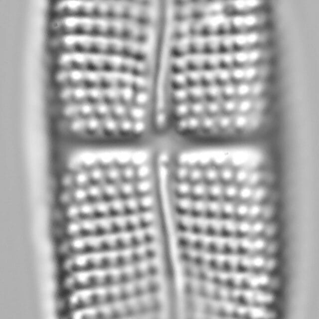 Achnanthes brevipes LM4