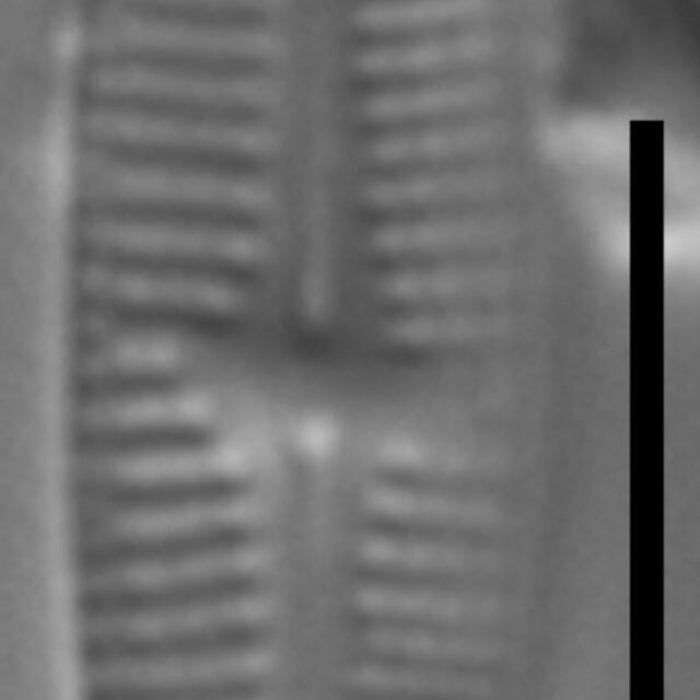 Achnanthidium thienimannii LM1