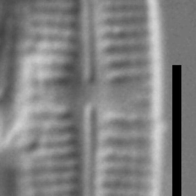 Achnanthidium thienimannii LM6