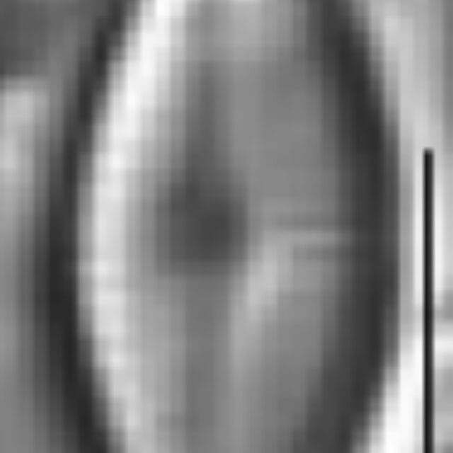 Adlafia umiujaqensis LM5