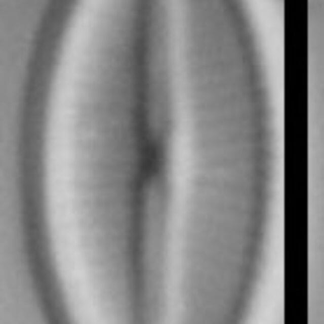 Adlafia multnomahii LM7