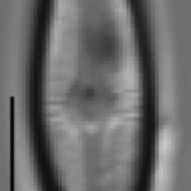 Adlafia ossiformis LM1