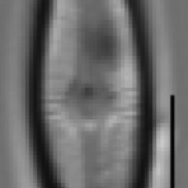 Adlafia ossiformis LM1
