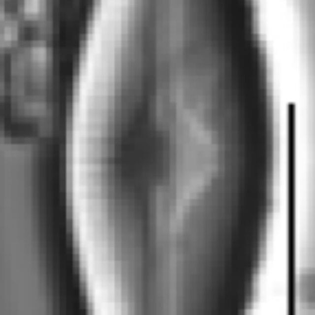 Adlafia ossiformis LM2