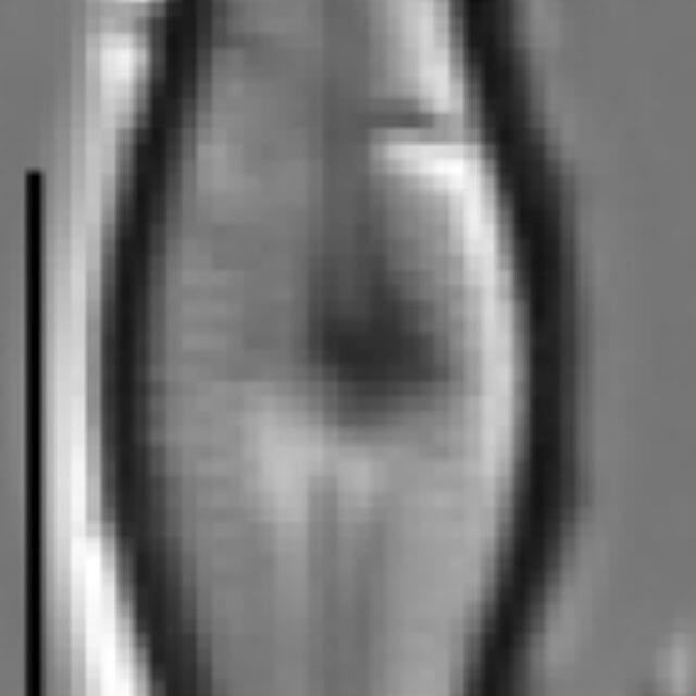 Adlafia ossiformis LM3