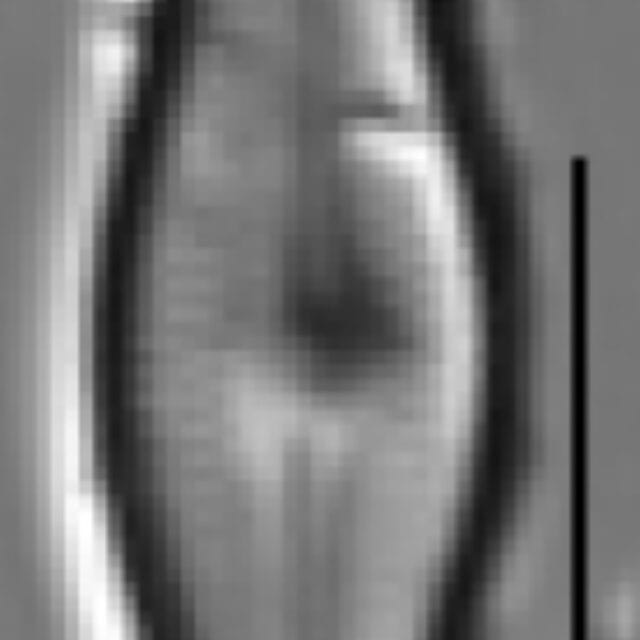 Adlafia ossiformis LM3
