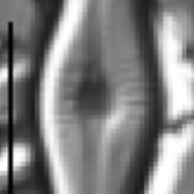 Adlafia ossiformis LM4