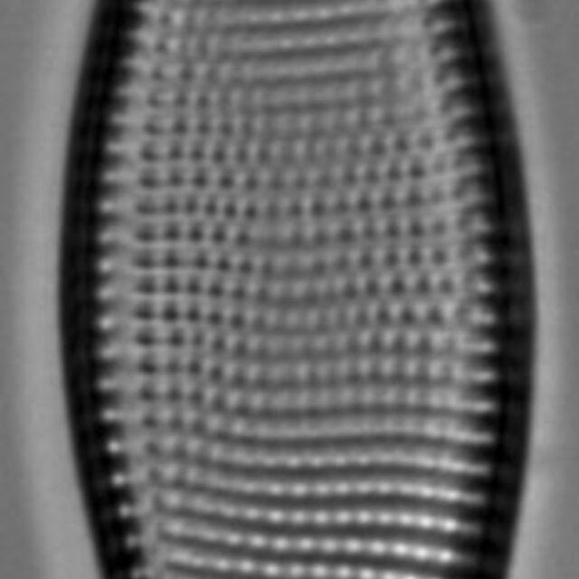 Achnanthes longboardia LM7