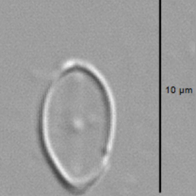 Amicula vermiculata LM4