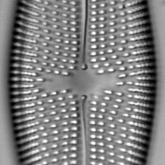 Aneumastustusculus 2