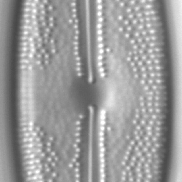 Anomoeoneis sphaerophora LM5