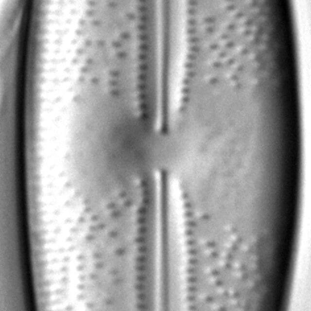 Anomoeoneis Sphaerophora Rostrata 1 123601