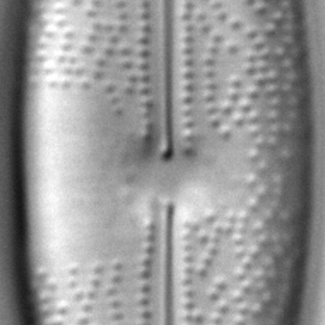 Anomoeoneis Sphaerophora Rostrata 4 123601