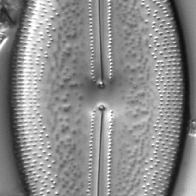 Anomoeoneis Sculpta LM2