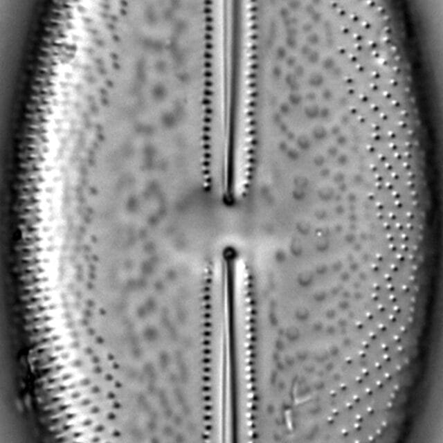 Anomoeoneis Sculpta LM3