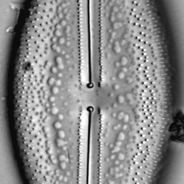 Anomoeoneis Sculpta LM4