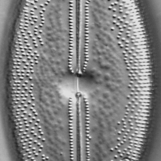 Anomoeoneis Sculpta LM6