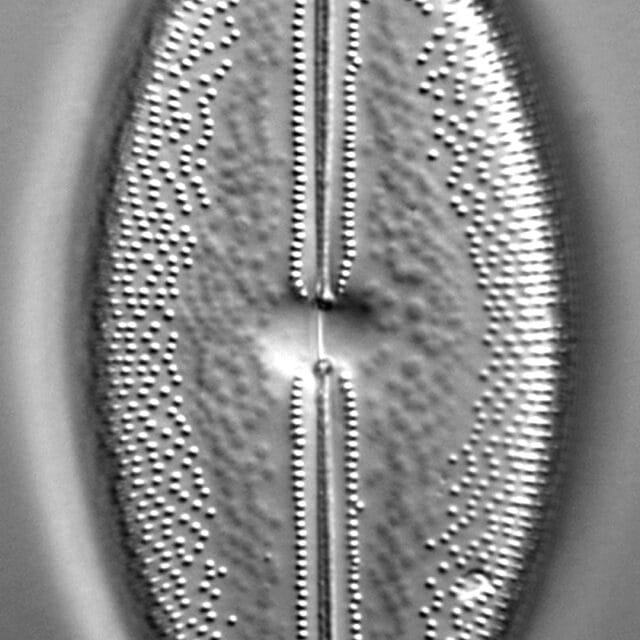 Anomoeoneis Sphaerophora F Sculpta Ill 2018 12 Image1