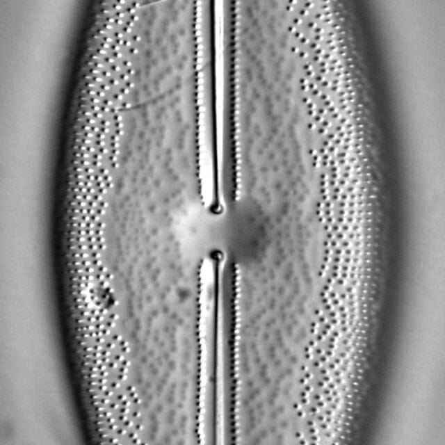 Anomoeoneis Sphaerophora F Sculpta Ill 2018 12 Image2