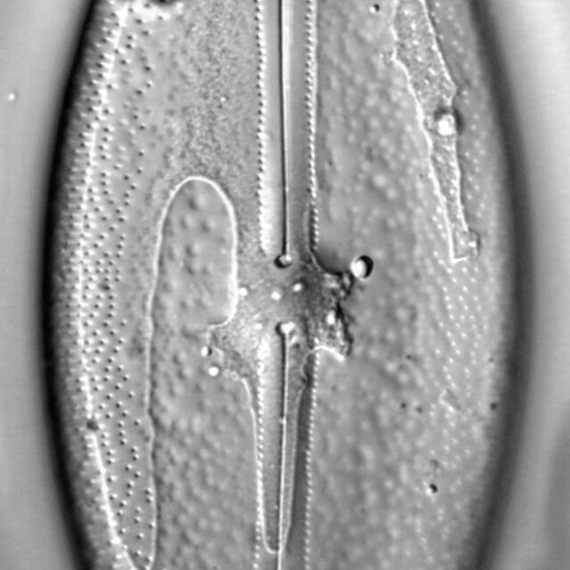 Anomoeoneis Sphaerophora F Sculpta Ill L 6 24 Image1