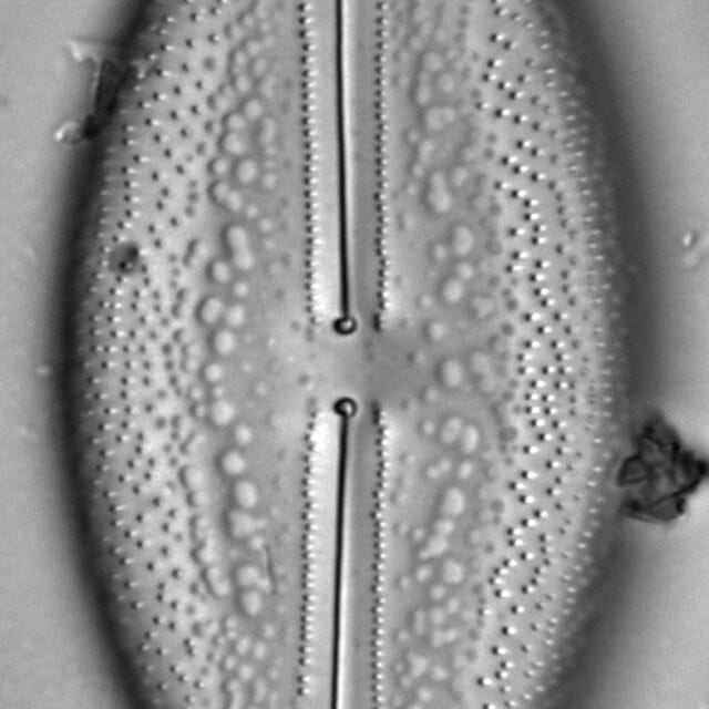Anomoeoneis Sphaerophora F Sculpta Ill L 7 26 Image1