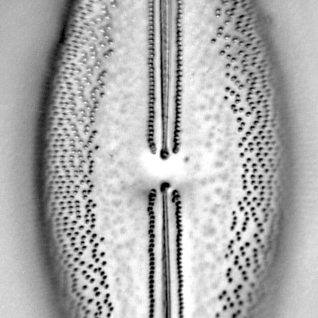 Anomoeoneis Sphaerophora F Sculpta Ill L 7 26 Image2