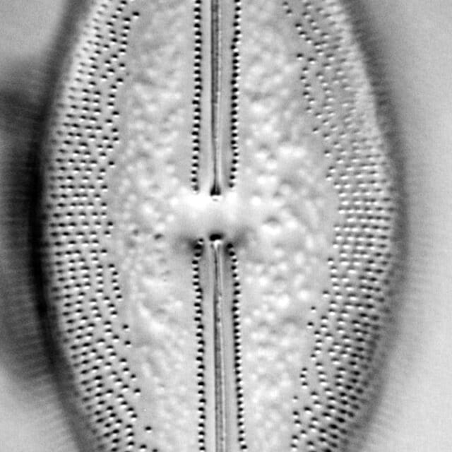 Anomoeoneis Sphaerophora F Sculpta Ill L 7 26 Image3