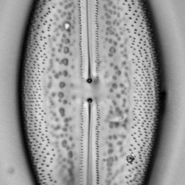 Anomoeoneis Sphaerophora F Sculpta Ill L 7 26 Image4