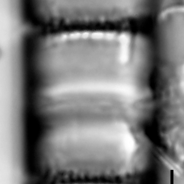 Aulacoseira pseudoamericana LM2