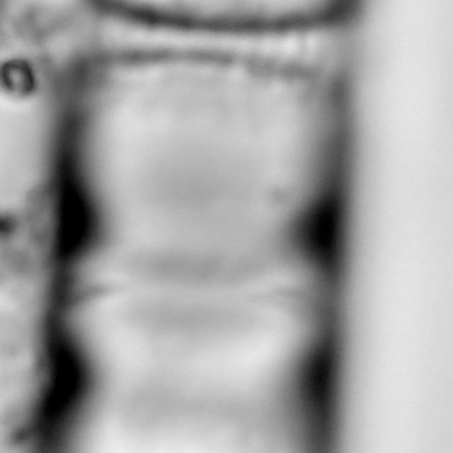 Aulacoseira pseudoamericana LM3