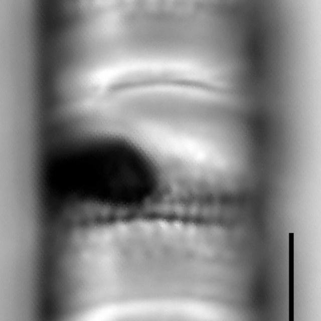 Aulacoseira pseudoamericana LM4