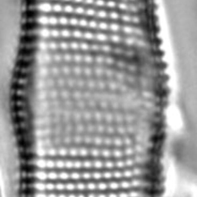 Achnanthes undulorostrata LM2