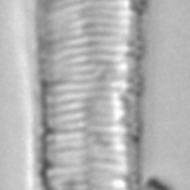 Brant 1062 Idelicatissima 1035 55 9