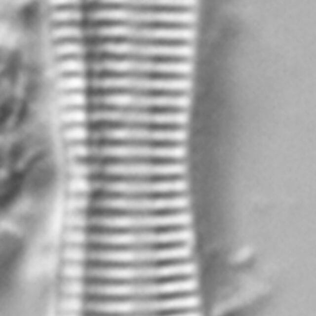 Tryblionella apiculata LM1