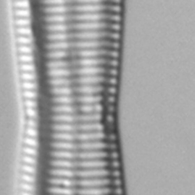 Tryblionella apiculata LM5